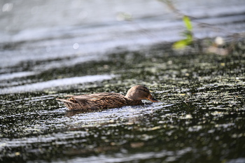 Nikon Z5II, f=200.00 mm, Clona: 3.2, Doba expozice: 1/640 s, ISO: 100