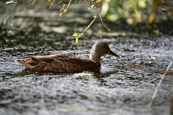 Nikon Z5II, f=185.00 mm, Clona: 3.2, Doba expozice: 1/500 s, ISO: 100