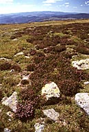 Na hřebeni Mont Lozere