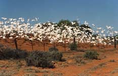 Hejno papoušků na cestě do Broken Hillu