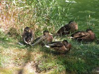 Maximální optický zoom