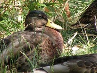 Maximální digitální zoom