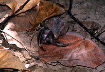 Krab poustevník Krab poustevník