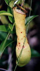 Masožravka-pitcher Masožravky-pitcher