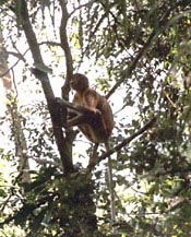 Proboscis monkey Proboscis monkey
