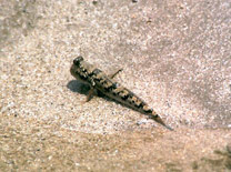 Muddskiper Muddskiper