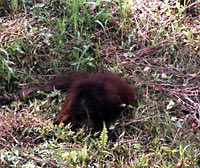 Orangutan Orangutan