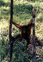 Orangutan Orangutan