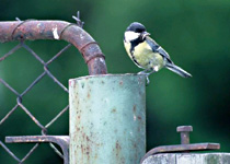 Sýkora koňadra s krmením pro mláďata<br>©Jan Veber, 2003 Sýkora koňadra s krmením pro mláďata<br>©Jan Veber, 2003