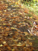 Několikanásobný výřez tohoto snímku z pravého dolního rohu v plném rozlišení