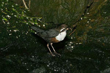 Skorec vodní<br>© Ladislav Vogeltanz