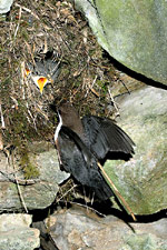 Skorec vodní<br>© Ladislav Vogeltanz Skorec vodní<br>© Ladislav Vogeltanz