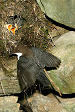 Skorec vodní<br>© Ladislav Vogeltanz Skorec vodní<br>© Ladislav Vogeltanz