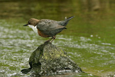 Skorec vodní<br>© Ladislav Vogeltanz