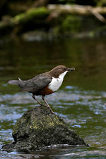 Skorec vodní<br>© Ladislav Vogeltanz