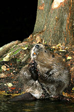 Bobr evropský<br>© Ladislav Vogeltanz