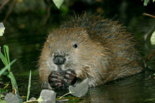 Bobr evropský<br>© Ladislav Vogeltanz