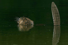 Bobr evropský<br>© Ladislav Vogeltanz
