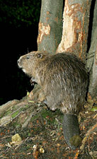 Bobr evropský<br>© Ladislav Vogeltanz