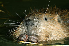 Bobr evropský<br>© Ladislav Vogeltanz