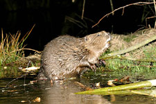 Bobr evropský<br>© Ladislav Vogeltanz