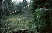 Moje bouda postavená u bobřího hradu Moje bouda postavená u bobřího hradu