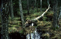 Práce bobrů Práce bobrů