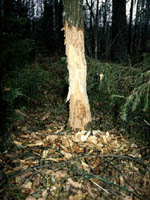 Práce bobrů Práce bobrů