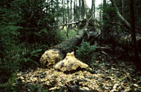 Práce bobrů Práce bobrů