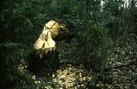 Práce bobrů Práce bobrů