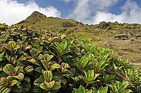 Vrchol sopky Mont Pelée