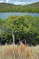 Mangrovy na poloostrově Caravelle