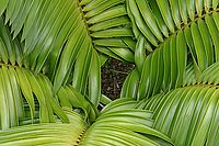 Rostliny na Guadeloupe