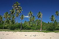 Karibské pobřeží s palmami | Ondřej Prosický Karibské pobřeží s palmami
