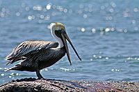 Pelikán hnědý (Pelecanus occidentalis) | Ondřej Prosický Pelikán hnědý (Pelecanus occidentalis)