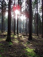 Snímek v protisvětle