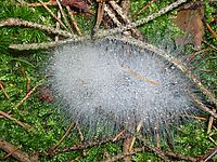 Makro, blesk - plíseň