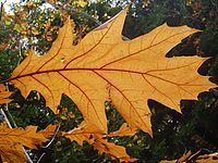 Barevnost - automat. nastavení