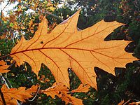 Barevnost v programu "Kuchyně"