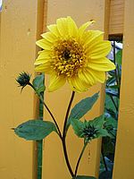 Převládající barva žlutá