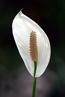 bez stabilizace, čas 1/30s