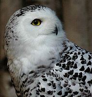 Sovice sněžná (Olomouc)