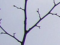 100% výřez z levé strany