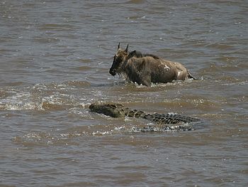 Krokodýl se připravuje na útok na pakoně