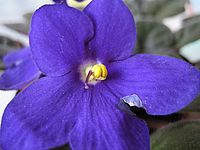 Ixus 40 - makro | Petr Koritina Ixus 40