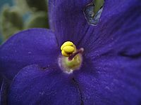 Ixus I5 - makro | Petr Koritina Ixus I5