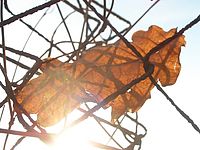 Makro - protisvětlo