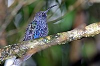 Violet Sabrewing ang. (Campylopterus hemileucurus)