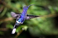 Violet Sabrewing ang. (Campylopterus hemileucurus)