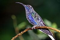 Violet Sabrewing ang. (Campylopterus hemileucurus)